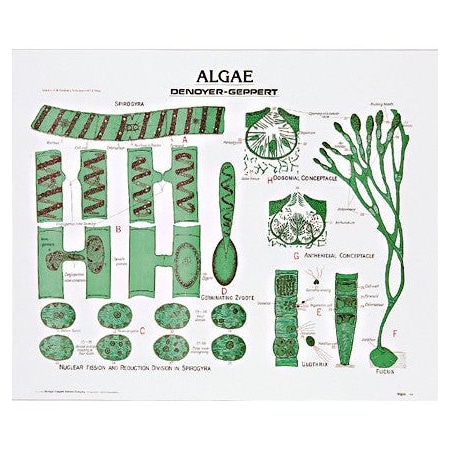 Charts/Posters, Green & Brown Algae Chart Mounted